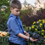Junge füttert Tauben