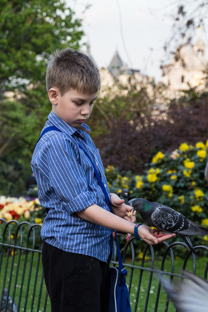 Junge füttert Tauben